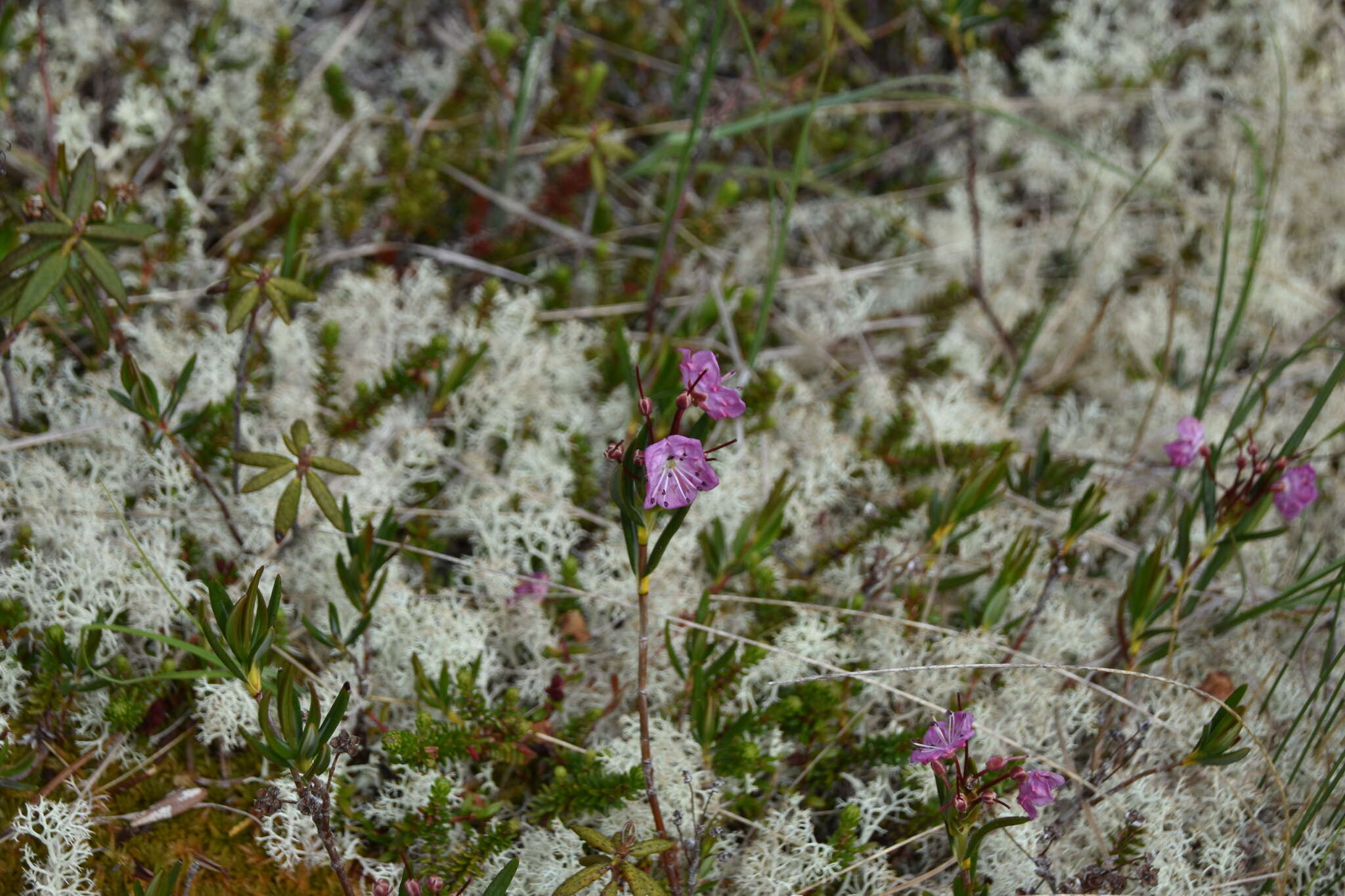 Image of alpine laurel