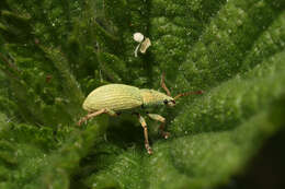 Image of Phyllobius (Subphyllobius) virideaeris (Laicharting 1781)