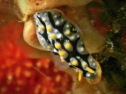 Image of Phyllidia exquisita Brunckhorst 1993