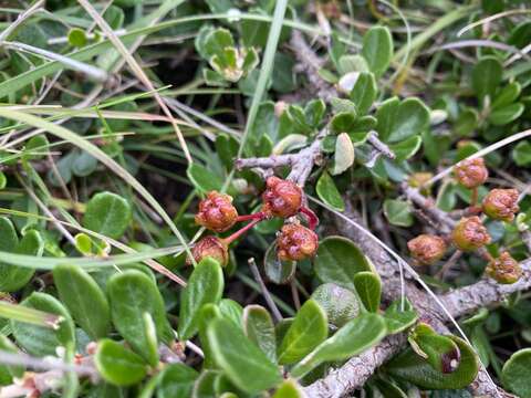 Image of maritime ceanothus