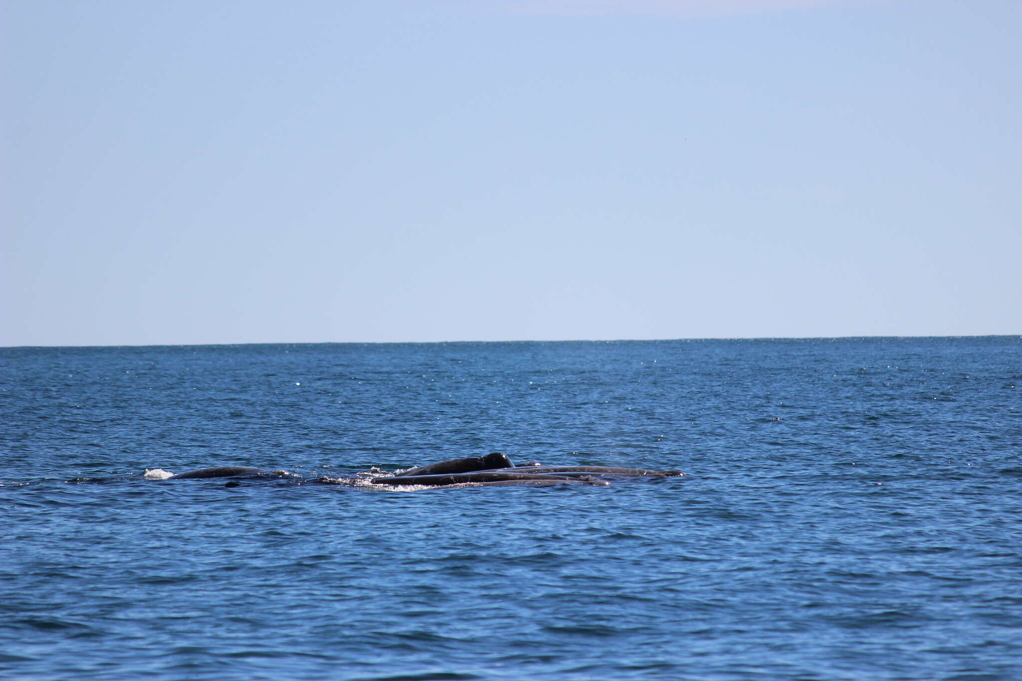 Image of Arnoux's Beaked Whale