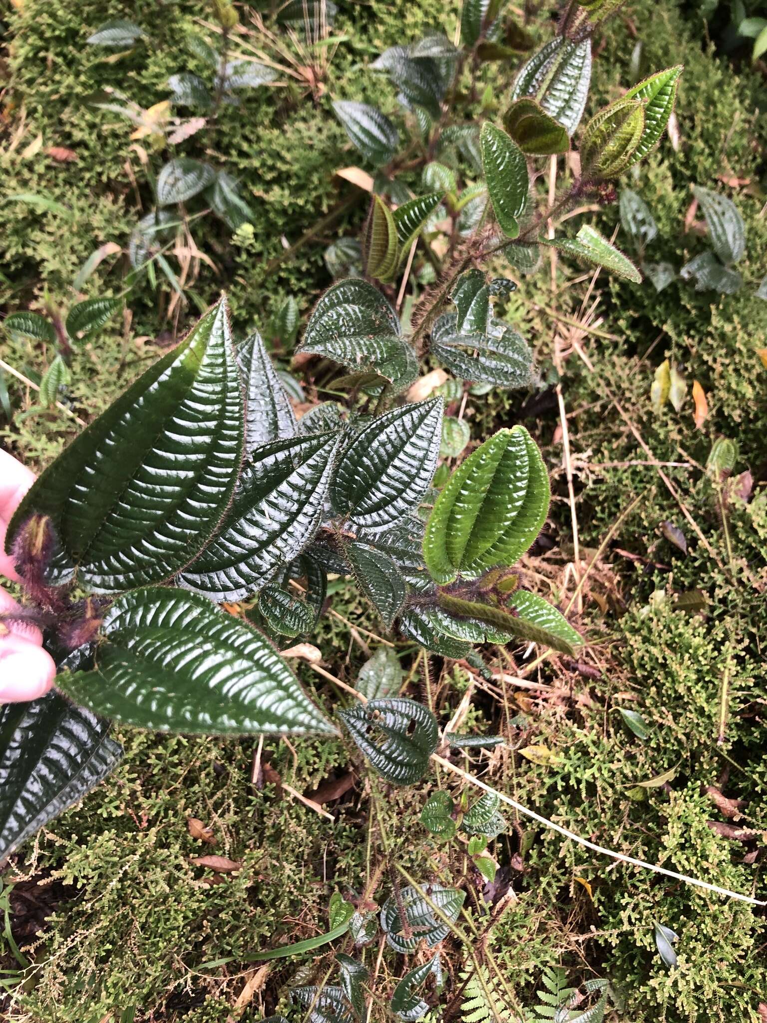 Image of Miconia australis