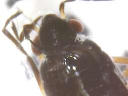 Image of Microvelia reticulata (Burmeister 1835)