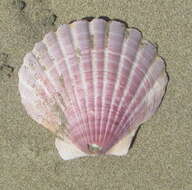 Image of New Zealand scallop