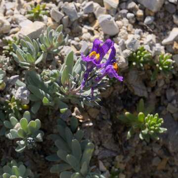 Image of Linaria alpina subsp. alpina