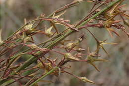 Ceropegia chlorantha (Schltr.) Bruyns的圖片