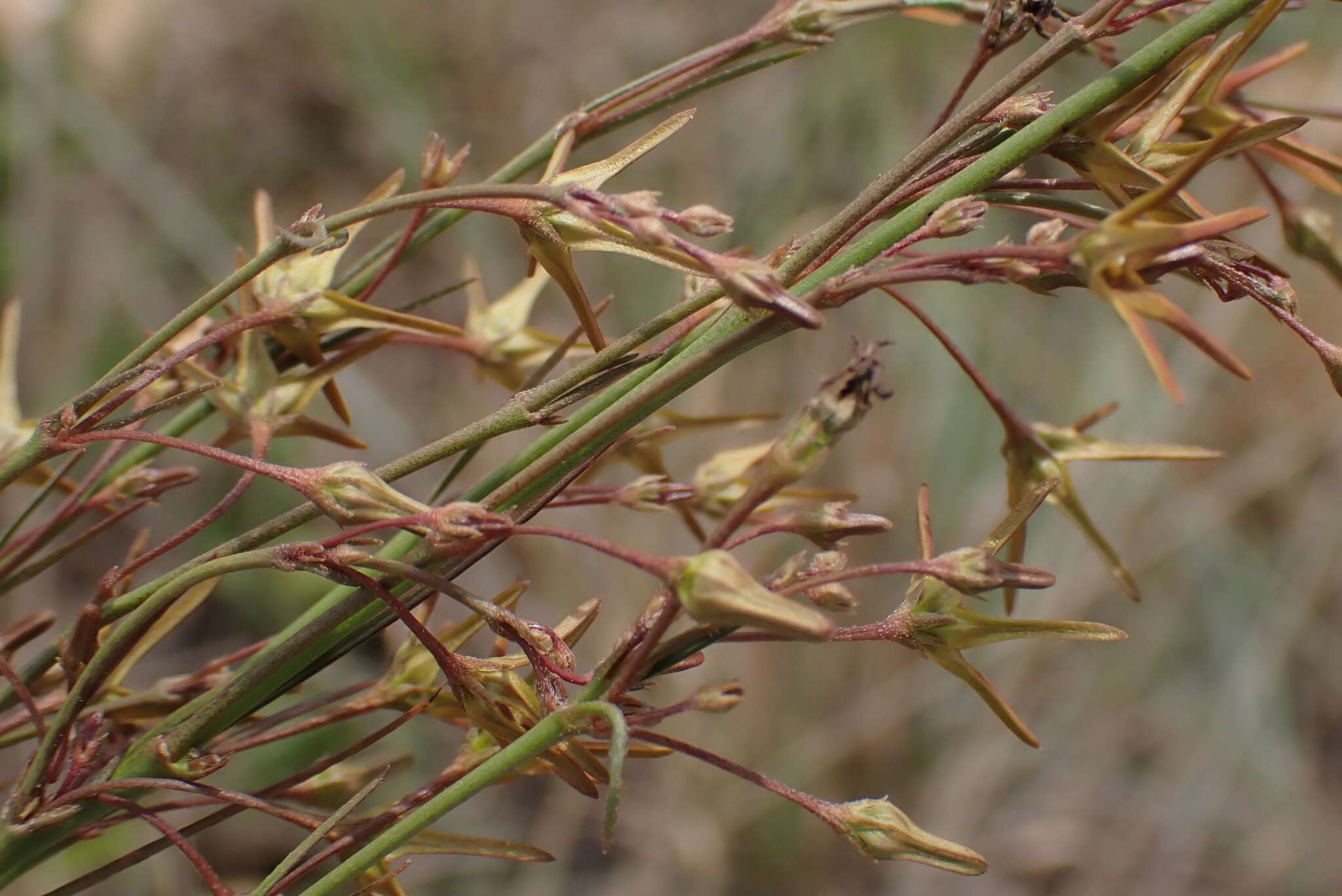 Ceropegia chlorantha (Schltr.) Bruyns的圖片