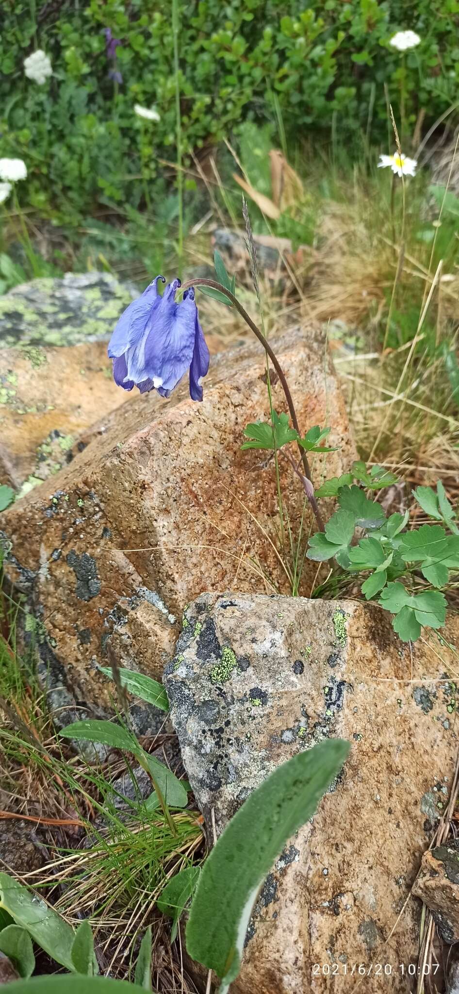 Aquilegia glandulosa Fisch.的圖片