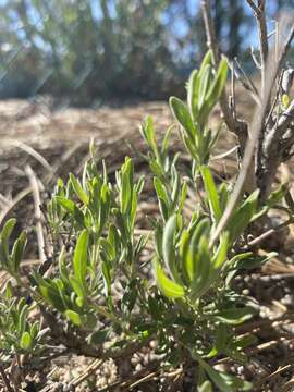 صورة Monardella linoides subsp. linoides