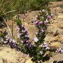 Image of Boronia pilosa subsp. tasmanensis Duretto