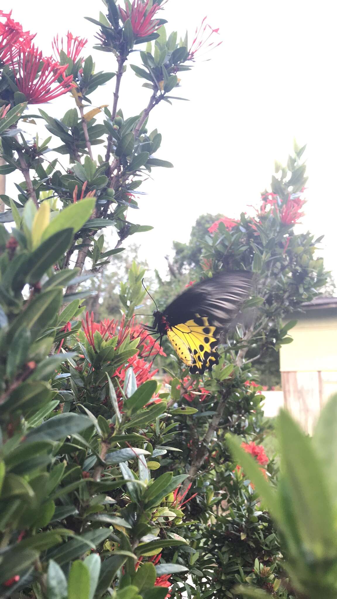 Image of Common birdwing