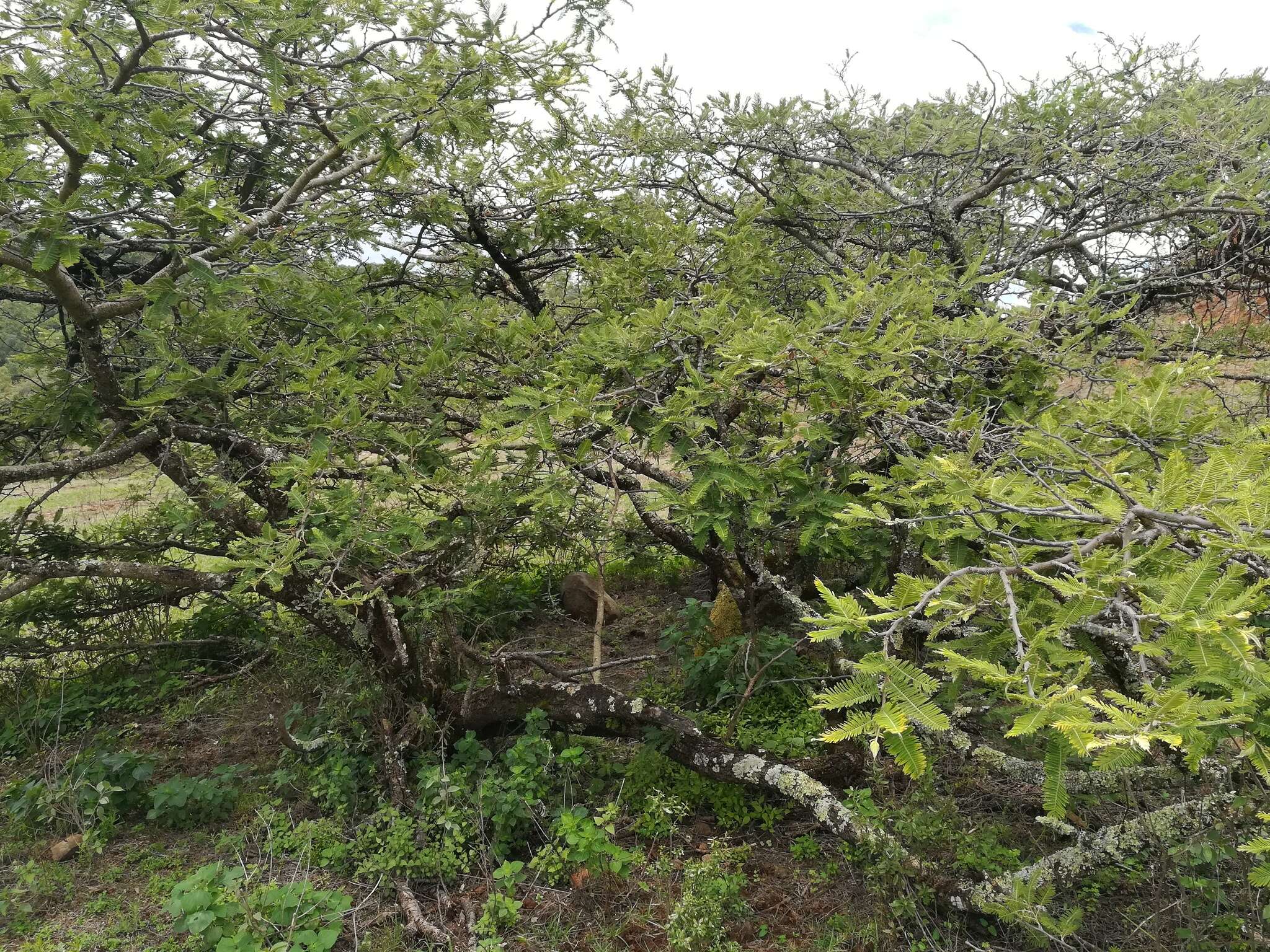 Image of Vachellia pennatula var. pennatula