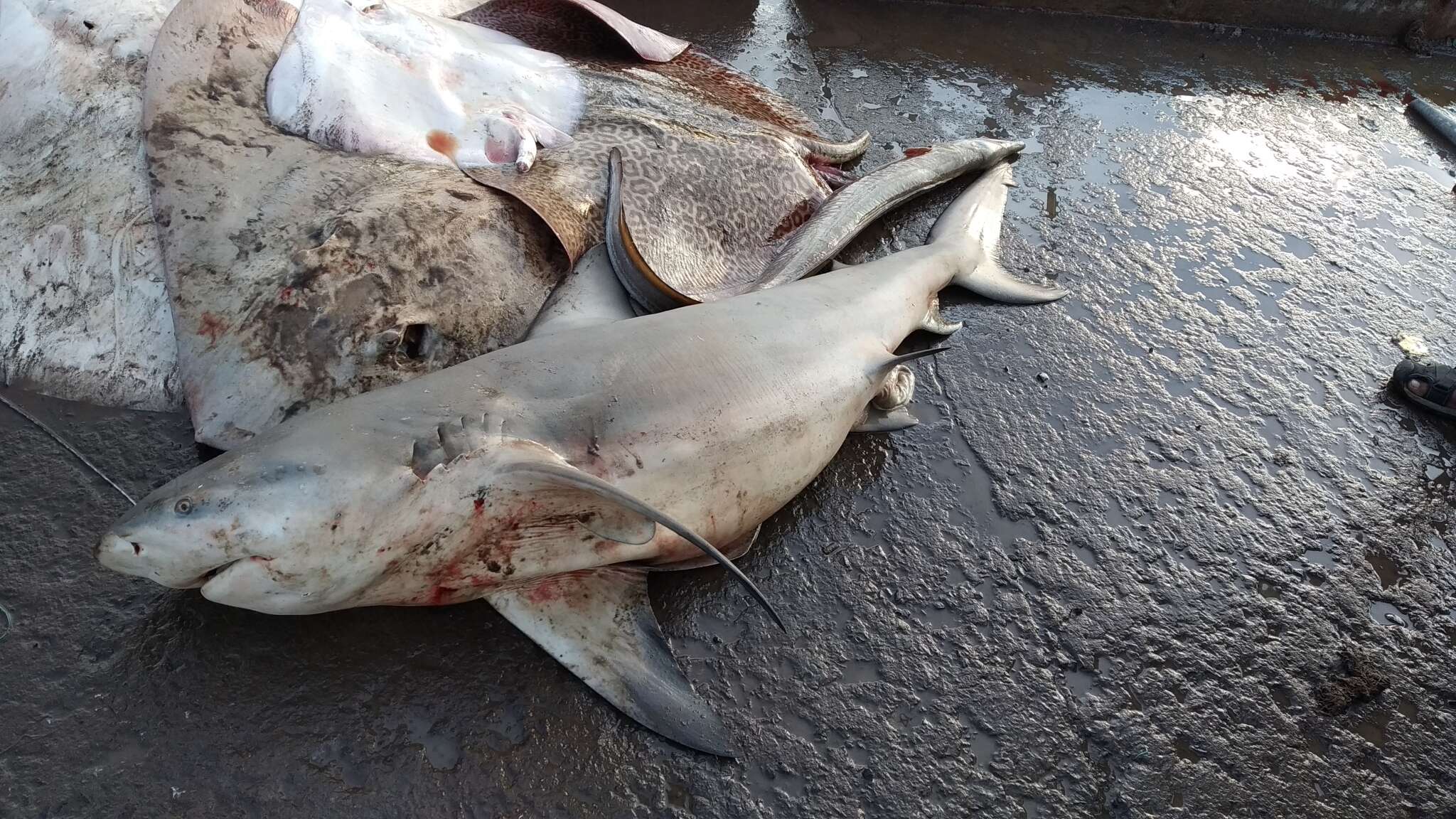 Image of Bull Shark