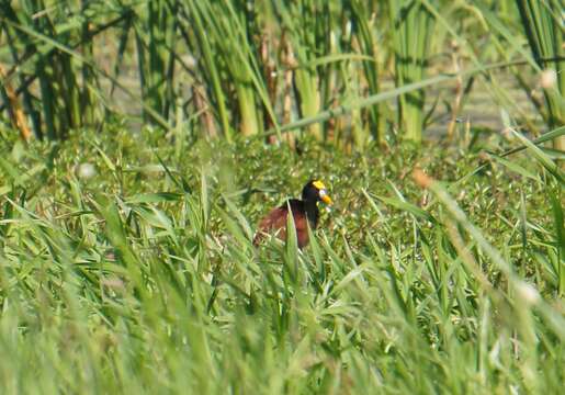 Image of Jacana Brisson 1760