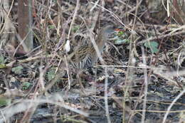 Image of Rallus aquaticus aquaticus Linnaeus 1758