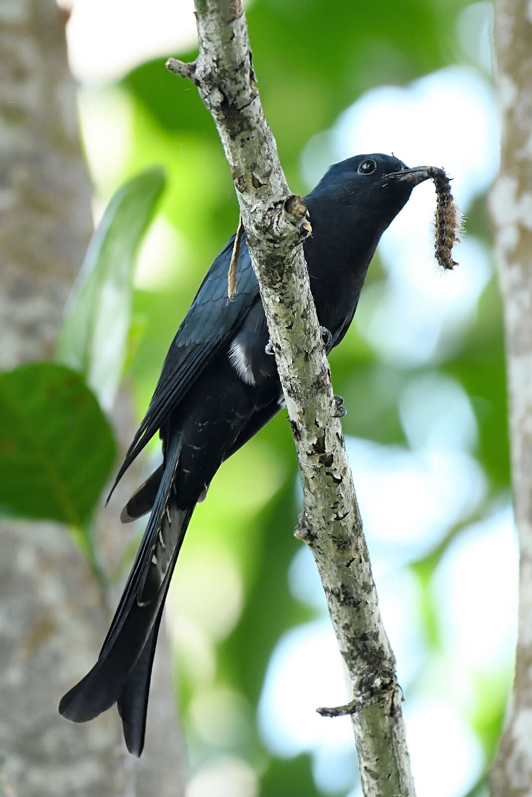 Image of Fork-tailed Drongo-Cuckoo