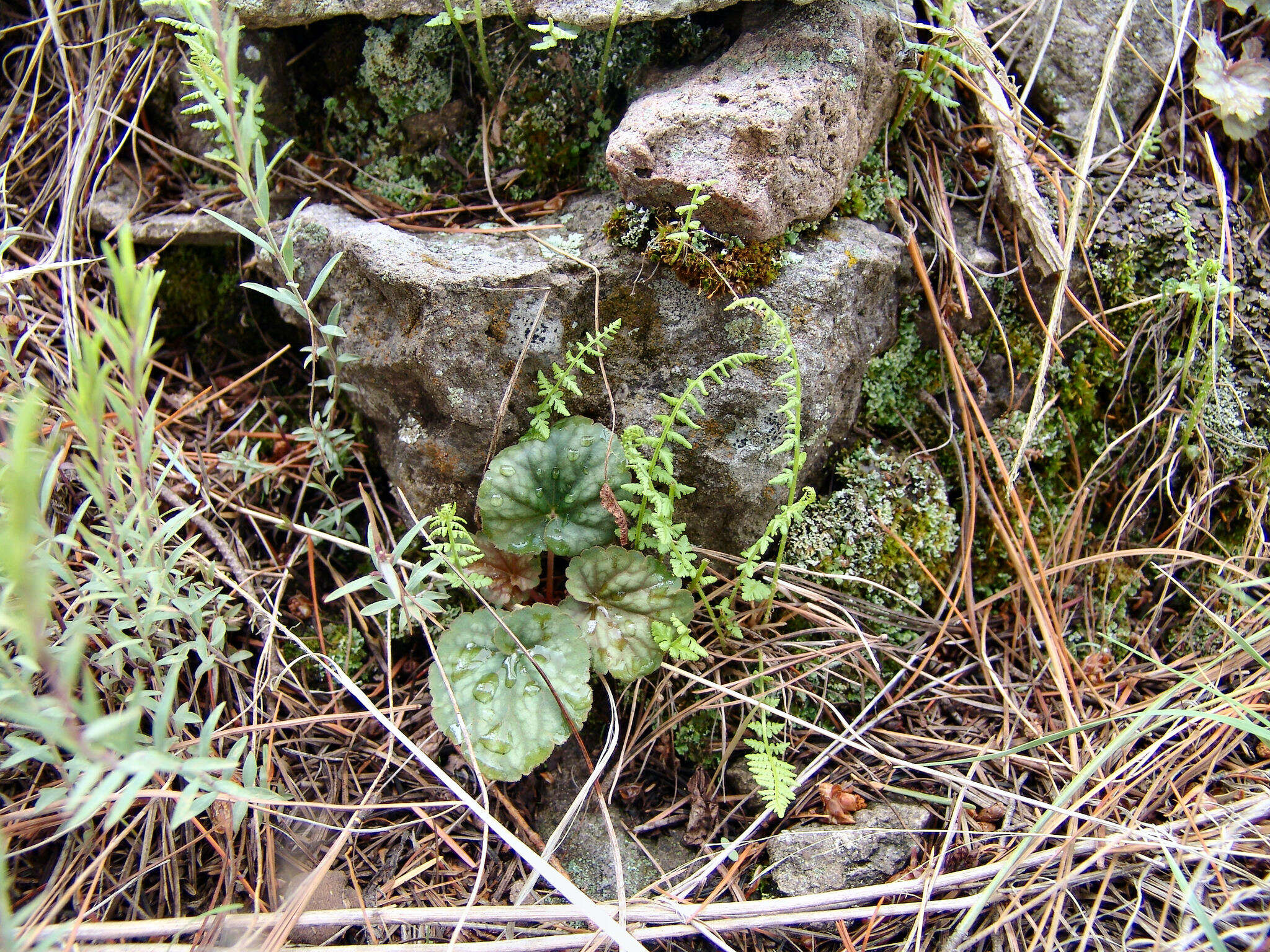 Image de Heuchera glomerulata C. O. Rosend. Butters & Lakela