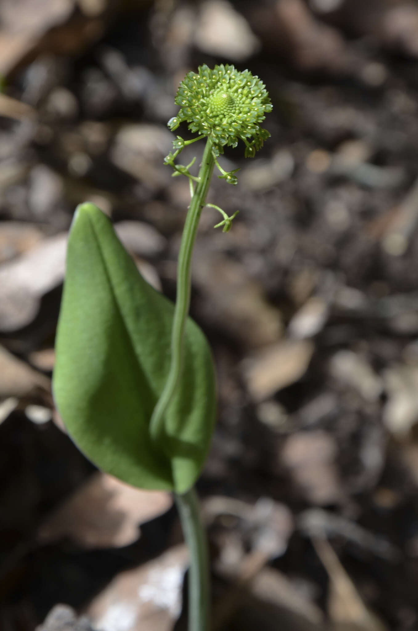 Image of Malaxis elliptica A. Rich. & Galeotti