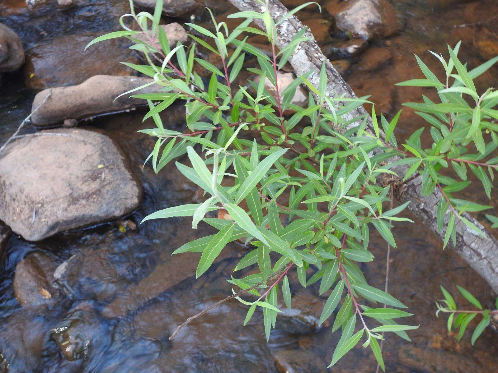 Image of Salix mucronata subsp. woodii (Seemen) Immelman
