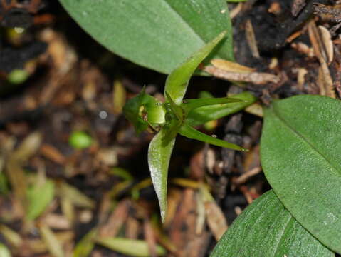 Chiloglottis cornuta Hook. fil. resmi