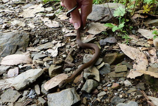 صورة Sibynophis collaris (Gray 1853)