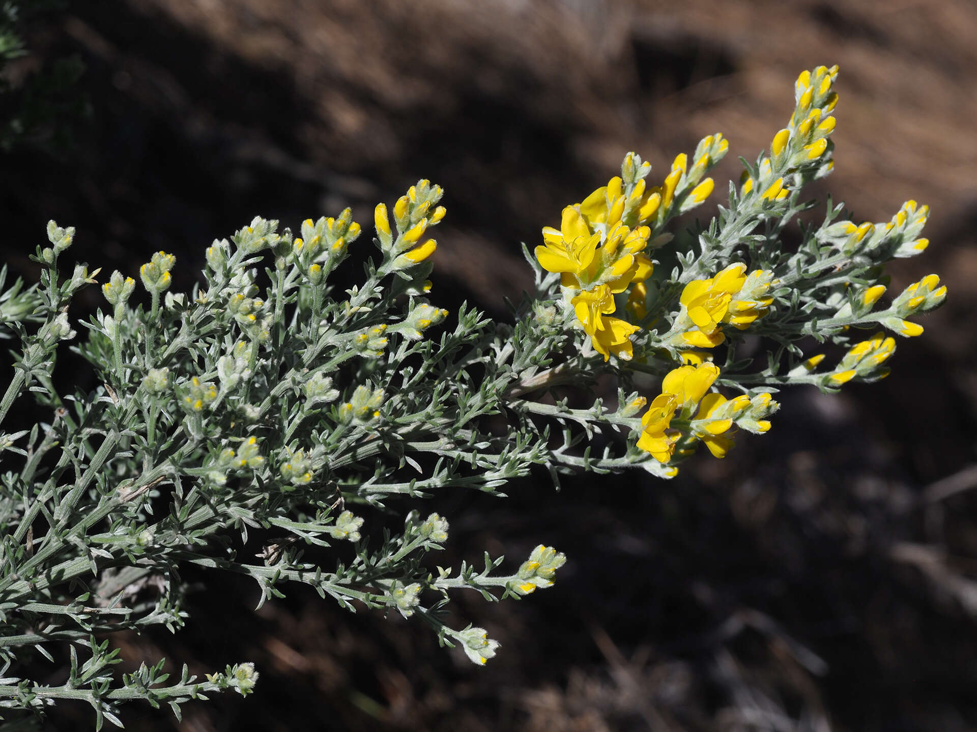 Image of Genista microphylla DC.
