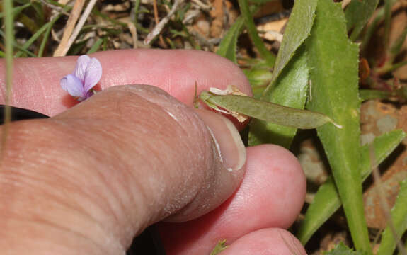 Image of angled pea