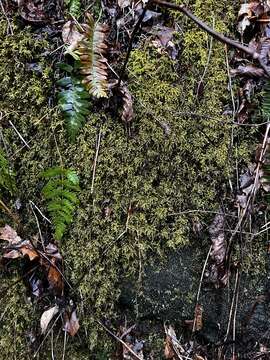 Image of loeskeobryum moss