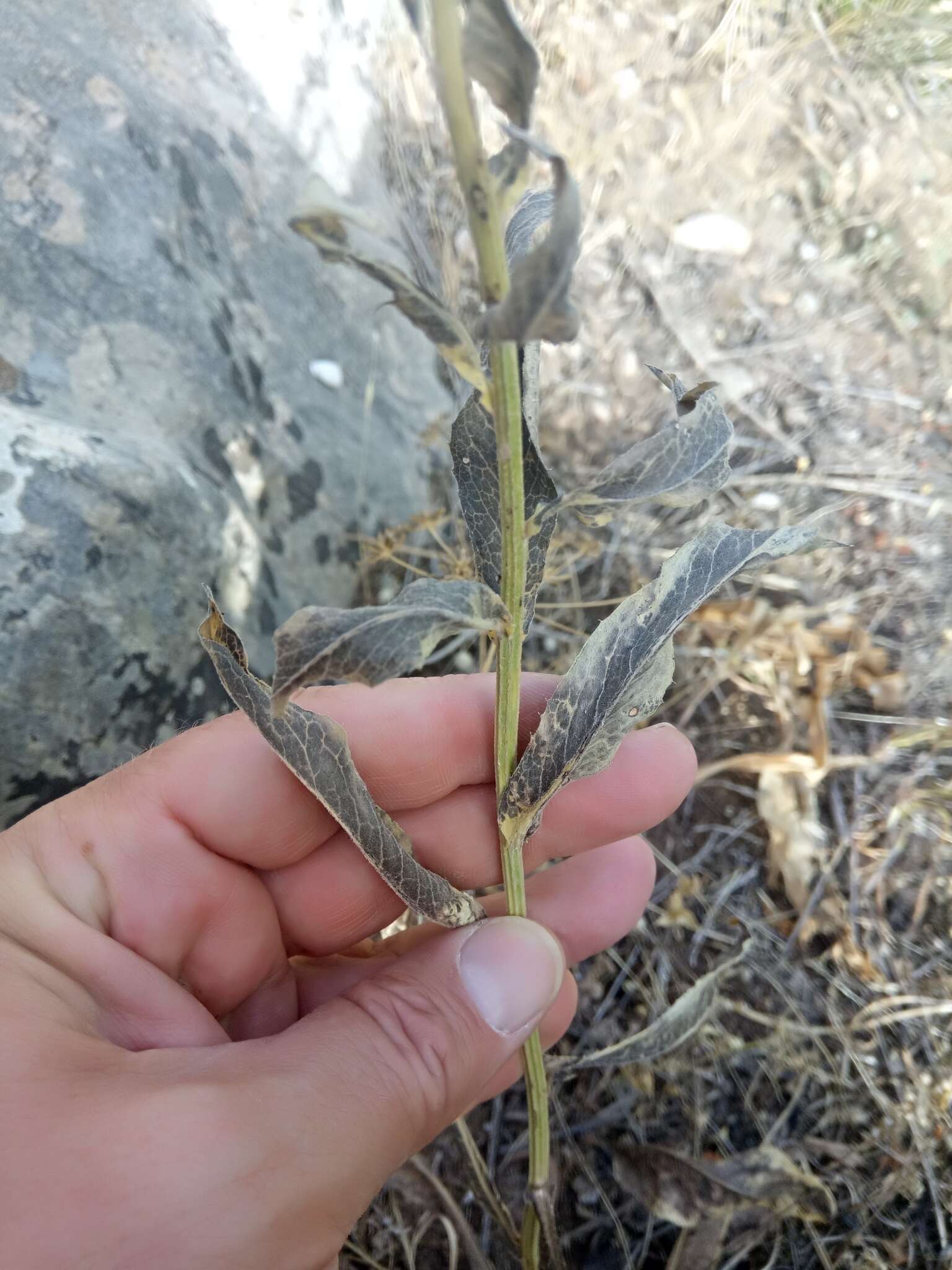 Image of Klasea flavescens subsp. mucronata (Desf.) P. Cantó & S. Rivas-Martínez