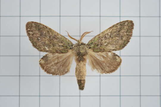 Image of Quadricalcarifera