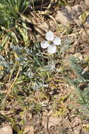 Image of Papaver albiflorum (Elkan) Pacz.