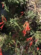 Image de Epilobium canum subsp. latifolium (Hook.) P. H. Raven