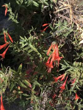 Imagem de Epilobium canum subsp. latifolium (Hook.) P. H. Raven