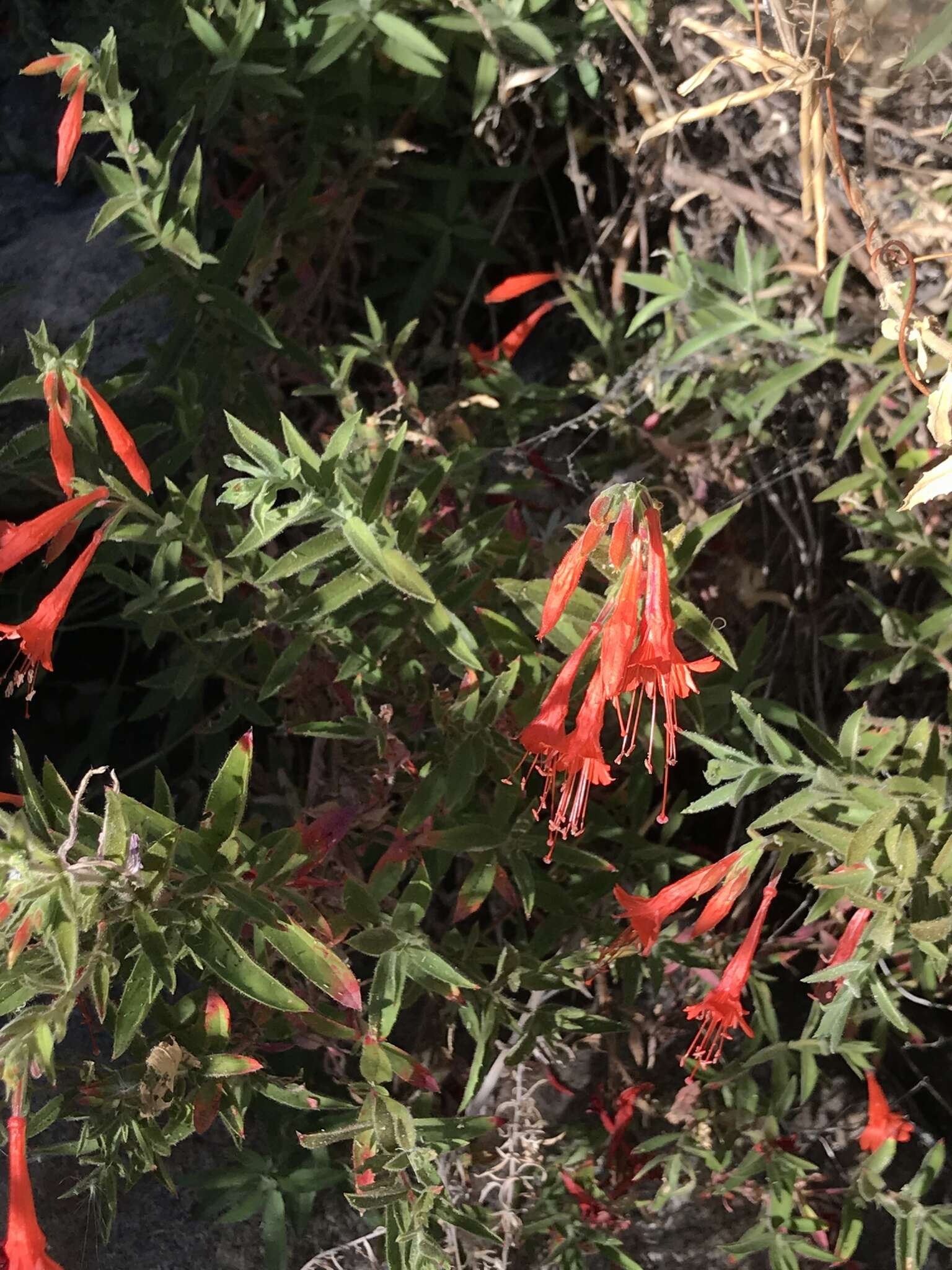 Image de Epilobium canum subsp. latifolium (Hook.) P. H. Raven