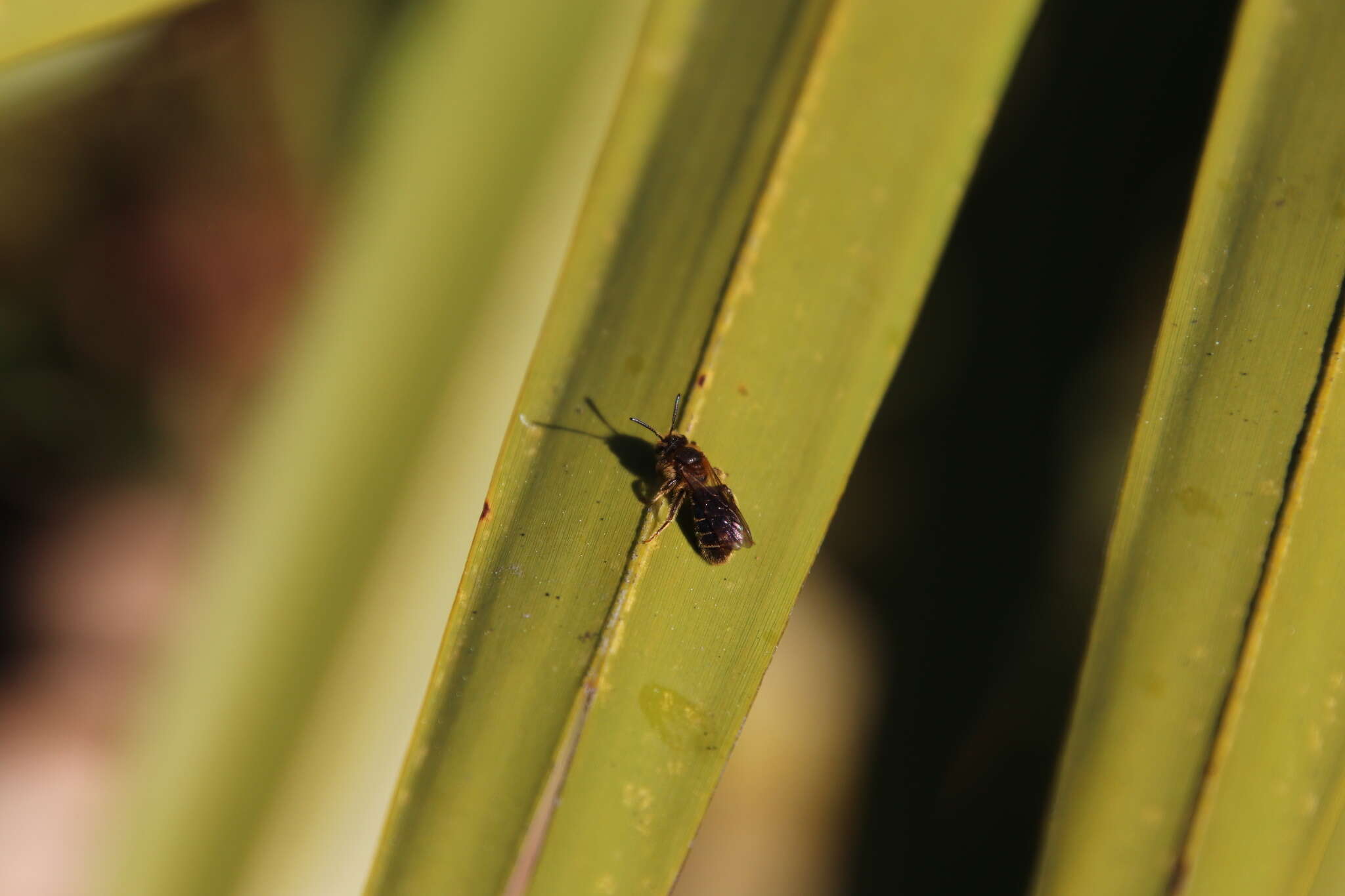 Image of Miserable Andrena