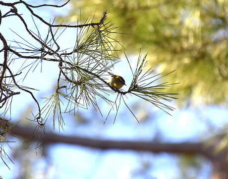 Image of Common Firecrest