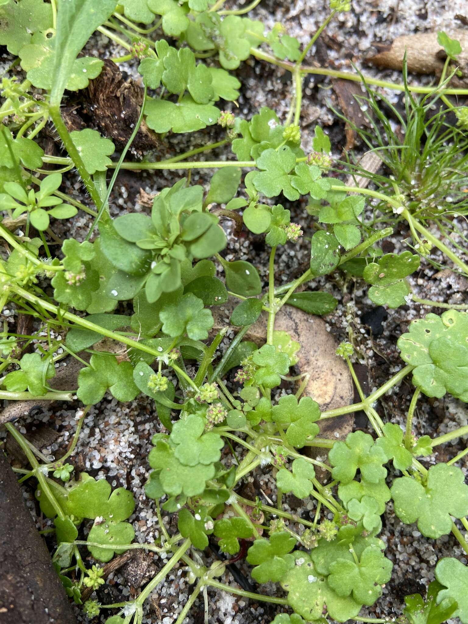 Image de Hydrocotyle scutellifera Benth.