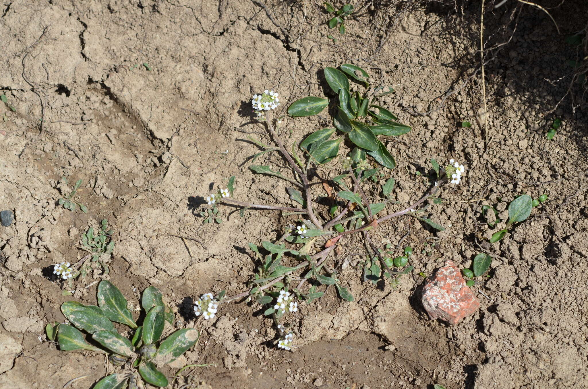 Image of Alpine Northern-Rockcress