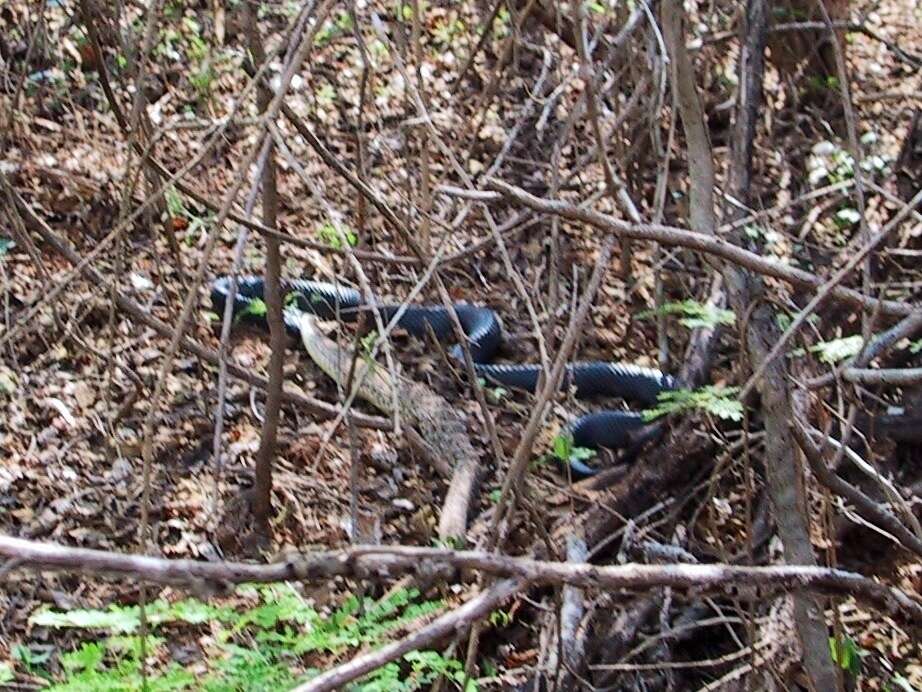 Image of Basilisk Rattlesnake