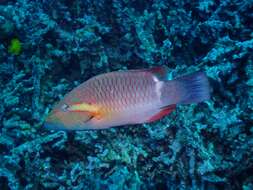 Image of Ringtail maori wrasse