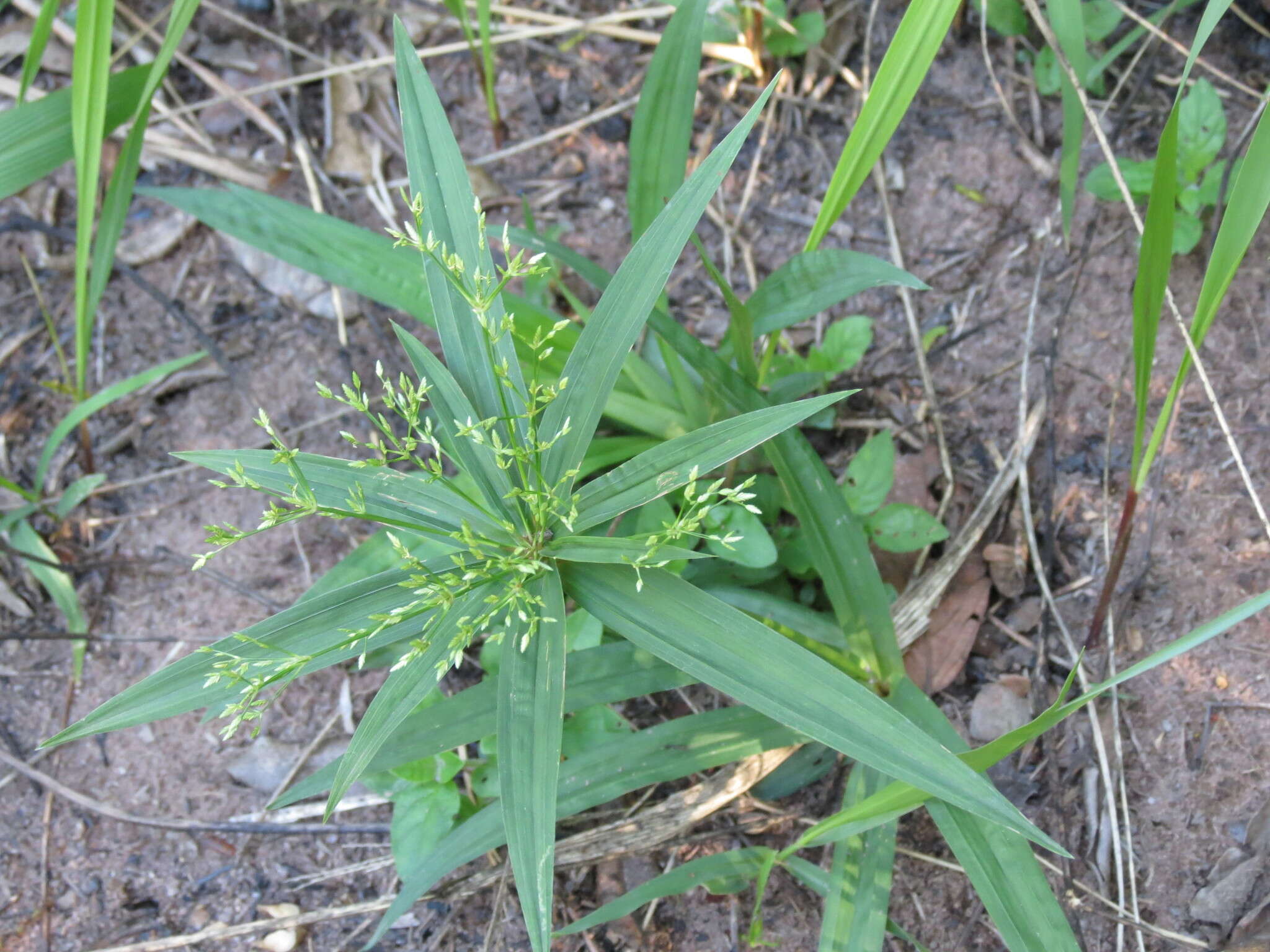 Imagem de Cyperus albostriatus Schrad.