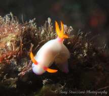 Image of White edge purple slug