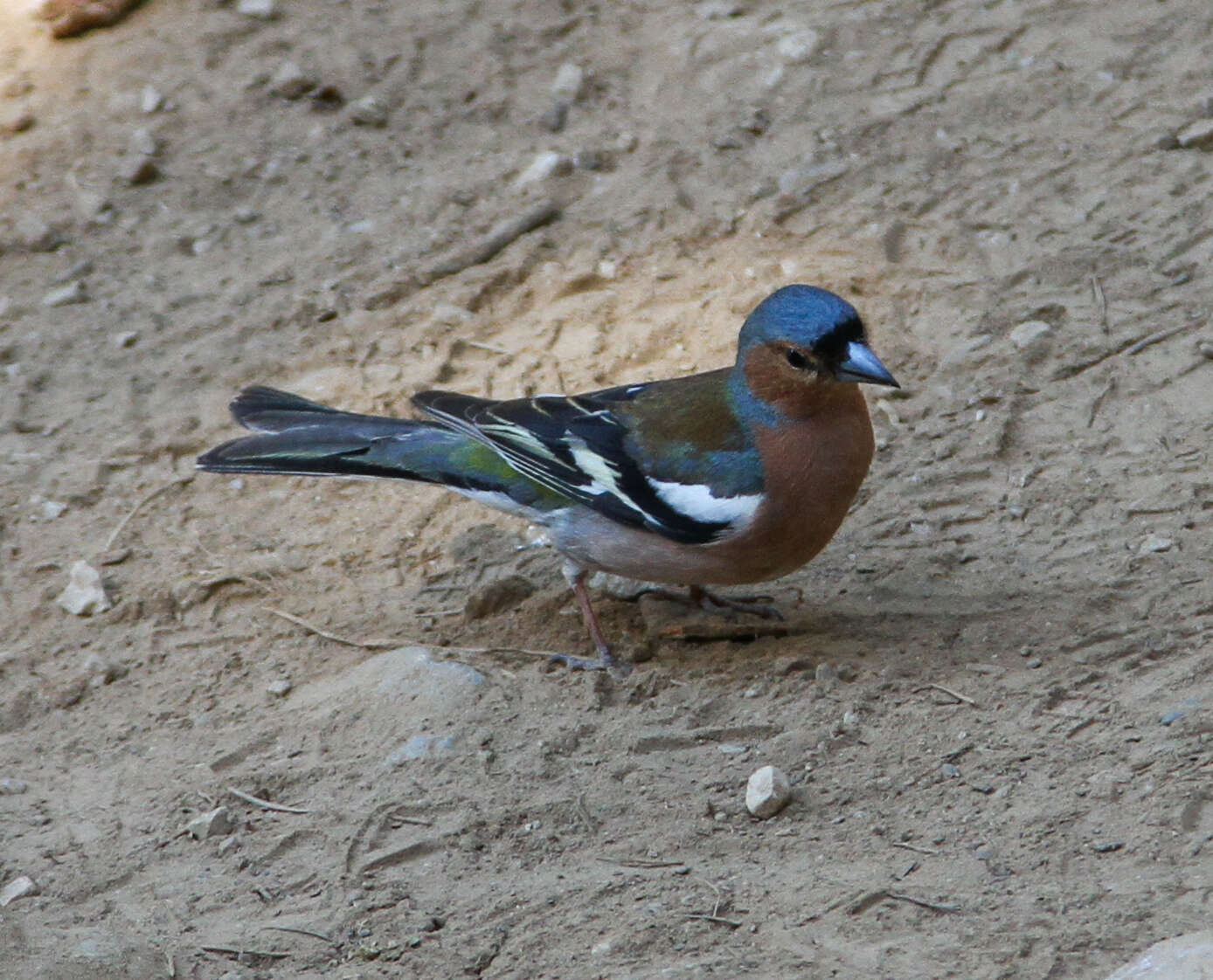 Image of Fringilla coelebs schiebeli Stresemann 1925