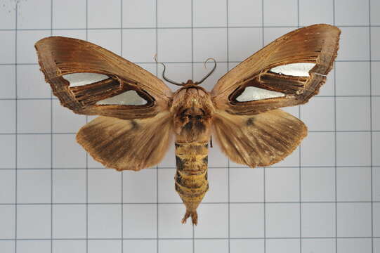 Image of Tarsolepis japonica Wileman & South 1917