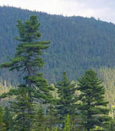 Image of Korean Pine