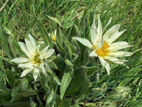 Image of White-Ray Mule's-Ears