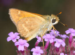 Atalopedes campestris Boisduval 1852 resmi