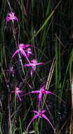 Image of Caladenia harringtoniae Hopper & A. P. Br.