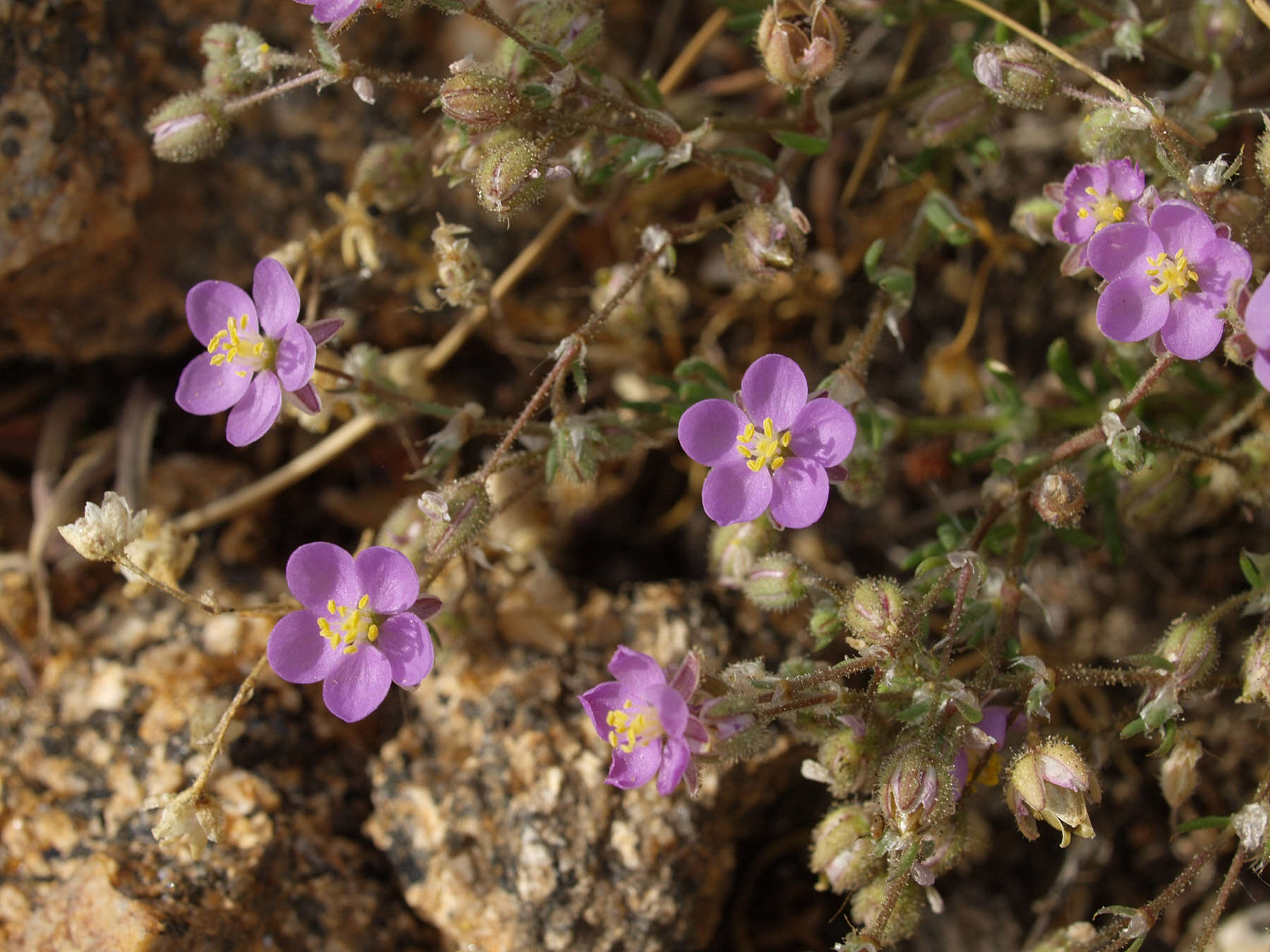 Image of red sandspurry