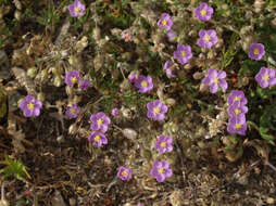 Image of red sandspurry